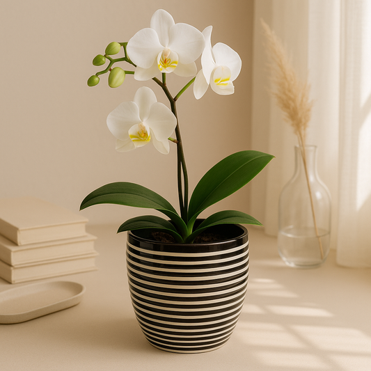 Verra Bloom