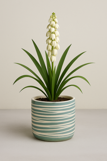 Costal Lines Planters