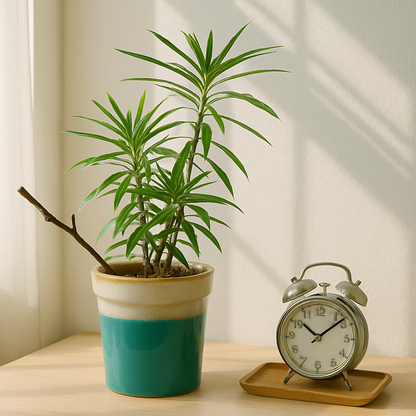 Costal Rim Ceramic Vase