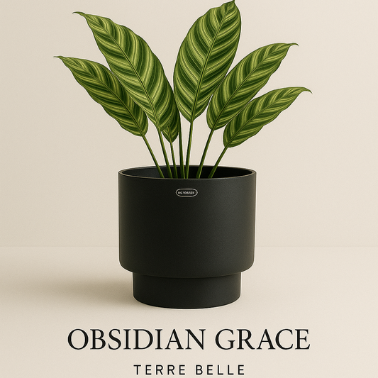 OBSIDAN GRACE